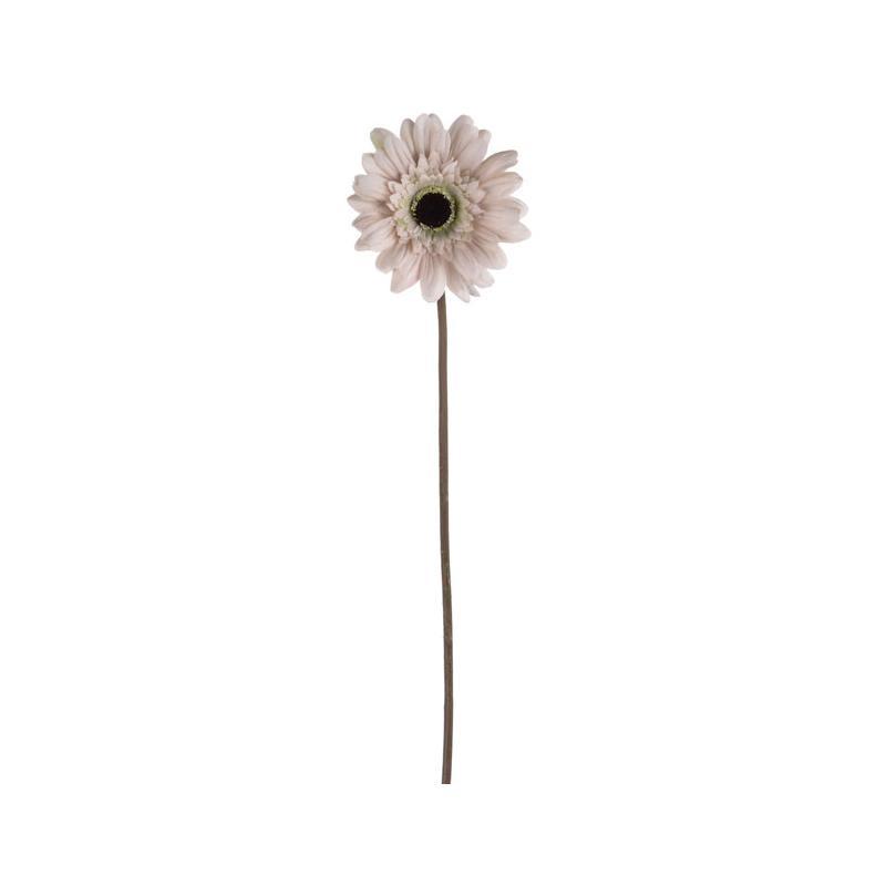 Cream Gerbera
